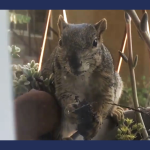 Squirrel Abandons Snack